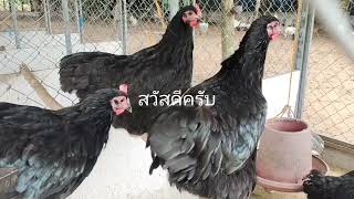 ไก่ไข่ออสตราลอป ราคาเบาๆ