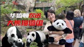 美香、添添、小奇蹟將回國，直擊華盛頓動物園盛大熊貓歡送會！ 美國熊貓迷們心碎一地 | 全球觀察團