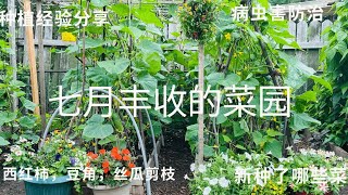 7月丰收的菜园：新种了哪些菜? 实用的种植经验分享；病虫害防治；豆角，西红柿，苦瓜剪枝；收成后怎样处理蔬菜的根。