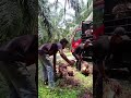 Muat sawit dikebun sawit Malaysia seluas 4 hektar #sawit #farming #shortsvideo