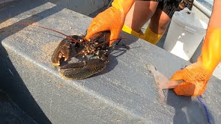 Ocean Harvester 1 presents INSHORE POTTING UK SMALL BOAT CREELS LOBSTERS CRABS