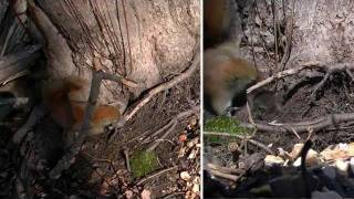 Shrew VS. Red squirrel