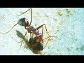 How Ants Use the Sun to Find Food | Trials of Life | BBC Earth