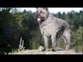 the bouvier des ardennes rustic dog.