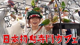 【日本初鳥専門カフェ】入った瞬間鳥だらけの『鳥のいるカフェ』がやばすぎる...