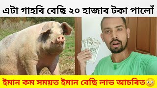 এটা গাহৰি বিক্ৰী কৰি ২০ হাজাৰ টকা পালোঁ(Pig Farming)