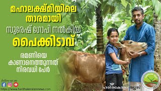 #sureshgopi #cow #farming മഹാലക്ഷ്മിയിലെ താരമായി സുരേഷ് ഗോപി നല്‍കിയ പൈക്കിടാവ്