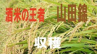 「酒米の王者」　山田錦　収穫作業ピーク