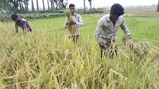 ৩৮ ডিগ্রী তাপমাত্রায় ধানক্ষেতে কৃষকরা নাজেহাল অবস্থা দেখুন হাড়ভাঙ্গা পরিশ্রম #২০২৩