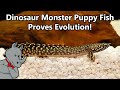 The Dinosaur Monster Puppy Fish Proves Evolution!