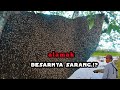 ternyata  di hutan riau masih banyak sarang lebah super#panenmadu #apisdorsata