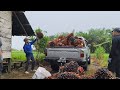 Kerja sawit hujung minggu, activity di kebun