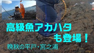 アカハタも釣れました！晩秋の平戸宮之浦