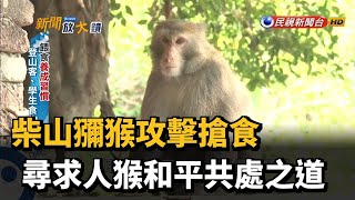 柴山獼猴攻擊搶食 尋求人猴和平共處之道－民視新聞