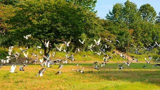 탄천에서 동시에 날아오르는 비둘기떼!! 💘 pigeons fly at the same time! wow ~