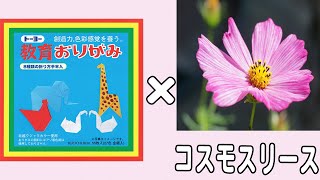 【折り紙】コスモスリース　簡単な作り方　立体的な折り方　秋の花の折り紙　子供でも作れる折り方　9月・10月・11月の折り紙【おりがみ】