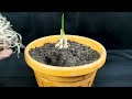 best u0026 easy idea for grow garlic plant at home from garlic easy way to home planting