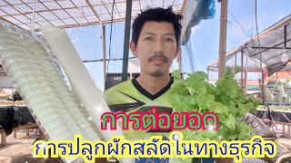 🌱การต่อยอดจากการปลูกผักสลัด🌱#Ekkalak fram #ผักสลัด