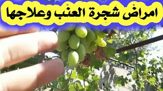 امراض شجرة العنب وعلاجها