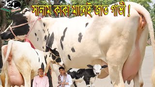 সালাম কাকা মানেই পর্তায় দামে লিগেল দুধের জাত গাভী।যার যেভাবে ইচ্ছা দুধ মিলায়ে কিনুন। গরুর হাট