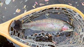 Multi-species Fishing a Tiny Creek in New Jersey, Spring 2024