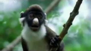 What's Your Plan - Funny Animals - Punjabi Dubbed