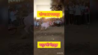 सोन्या की मथूर| मेहबूब की बकासुर| #bailgada #sharyat #p3 #stc