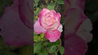 Gorgeous Rose Terrace Garden it is Kayani Elyanna #viral #elyanna #shorts #kayani