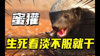 《蜜獾，Honey Badger》一分鐘了解蜜獾。「世界上最無所畏懼的動物」