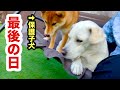 保護子犬の我が家で過ごす最後の日／トリミングで身を整える子犬