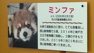 【人気の女王ミンファ他　どのレッサーパンダも活発に動いていました】（福井県）