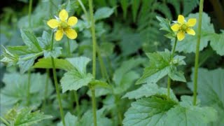 Cerentelul, leacul cu miros de cuisoare/geum urbanum