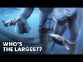 Largest Creatures To Ever Exist On Earth. Size Comparison (PART 1)