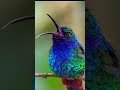 voice of humming bird