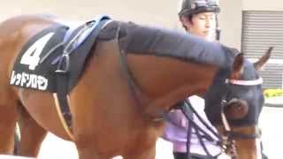 レッドソロモン　in  阪神競馬場　at  2015.3.21.　＃2