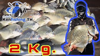 KFT019 ปลาใบปอเพียบ!!! ตกปลาทะเล แพสีฟ้า ทริปที่ 2 สุดมันส์ Kenfishing TH