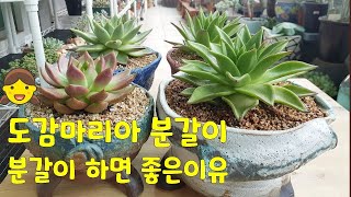 succulent plant. ,창 분갈이하기(원종도감마리아), 분갈이를 하면 좋은이유!건강하게 창키우기, 대박예쁨 ㅎ