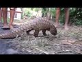 indian pangolin enampechy