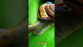 Snail Facts | શું તમે જાણો છો? દેખાવમાં નાનું એવું લાગતું 'સ્નેલ'ના મોઢામાં હોય છે 1000થી વધુ દાંત!