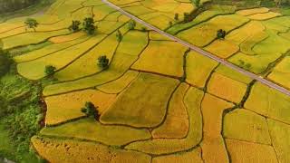 Golden Beauty: Terraced Fields in the Ripe Rice Season