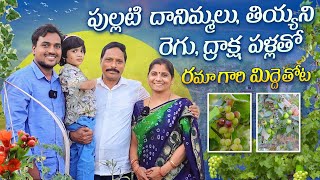 పుల్లటి దానిమ్మలు, తియ్యని రేగు, ద్రాక్ష పళ్ళతో Rama Terrace Garden #fruits #gardening #orggardener