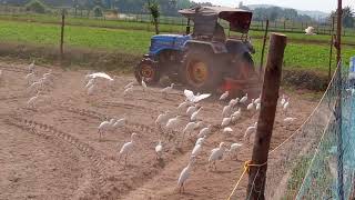 ಭೂಮಿ ಉಳುಮೆ ಮಾಡುವಾಗ🦩 ಕೊಕ್ಕರೆಗಳ🦩 ಹಿಂಡು ಟ್ರ್ಯಾಕ್ಟರ್ ಹಿಂದೆ ಹೋಗಿ ತಮ್ಮ ಆಹಾರವನ್ನು ಹುಡುಕುವ ದೃಶ್ಯ...