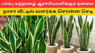 பாம்பு செடியின் ஆச்சரியமளிக்கும் நன்மைகள் snake planet | கற்றாழை | aloe vera