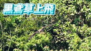 黑鳶草上飛_窗外鳥世界_Milvus migrans_2023年9月28日