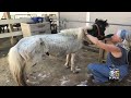 mini horses bring relief from stress to covid weary health workers