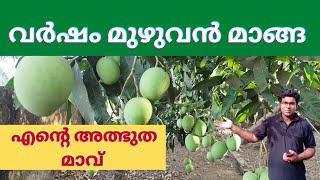 എൻ്റെ വീട്ടിലെ അത്ഭുത മാവ് | AMALA AGRI MEDIA