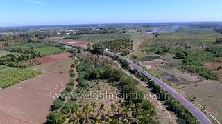 Agricultural fields with palm trees - outskirts of Tirupur, Bangalore