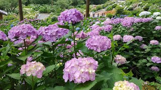 千光寺の紫陽花2023年6月