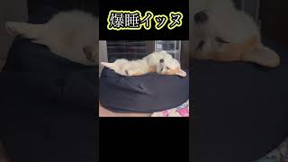 【生後9ヶ月20日はるの日常】爆睡イッヌ【コーギー犬のはる】#dog #コーギー #shorts