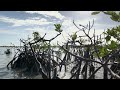 mangrove 20230130